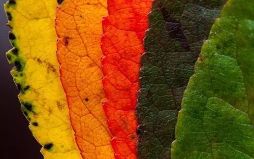 上海辰山植物园国庆节合适去吗,辰山植物园适合五一去吗