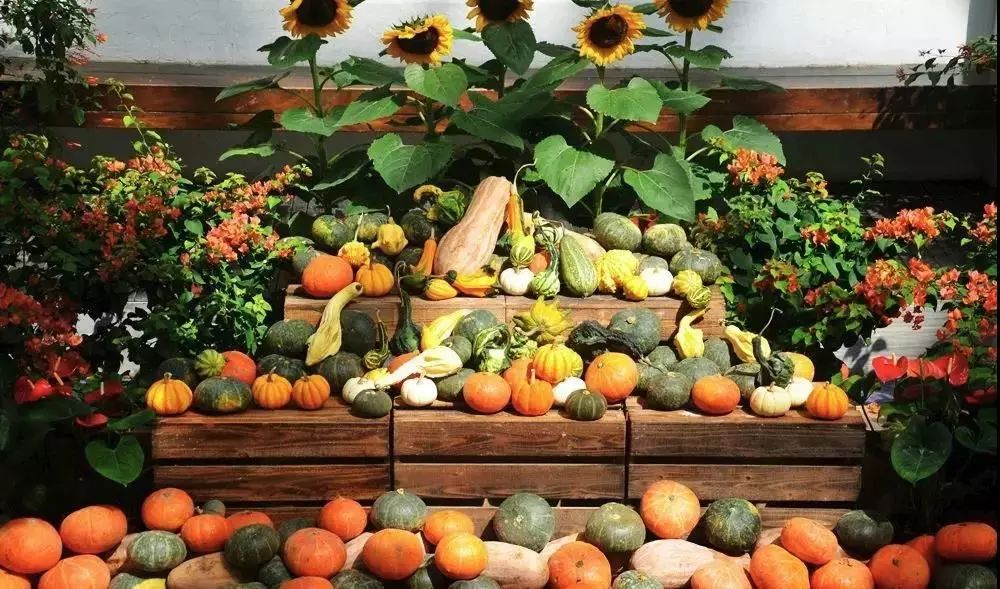 上海辰山植物园国庆节合适去吗,辰山植物园适合五一去吗