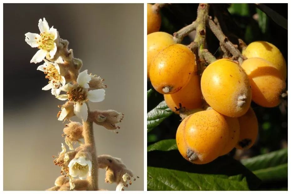 肺热咳嗽喝川贝枇杷膏有效吗,咳嗽喝止咳糖浆的说说