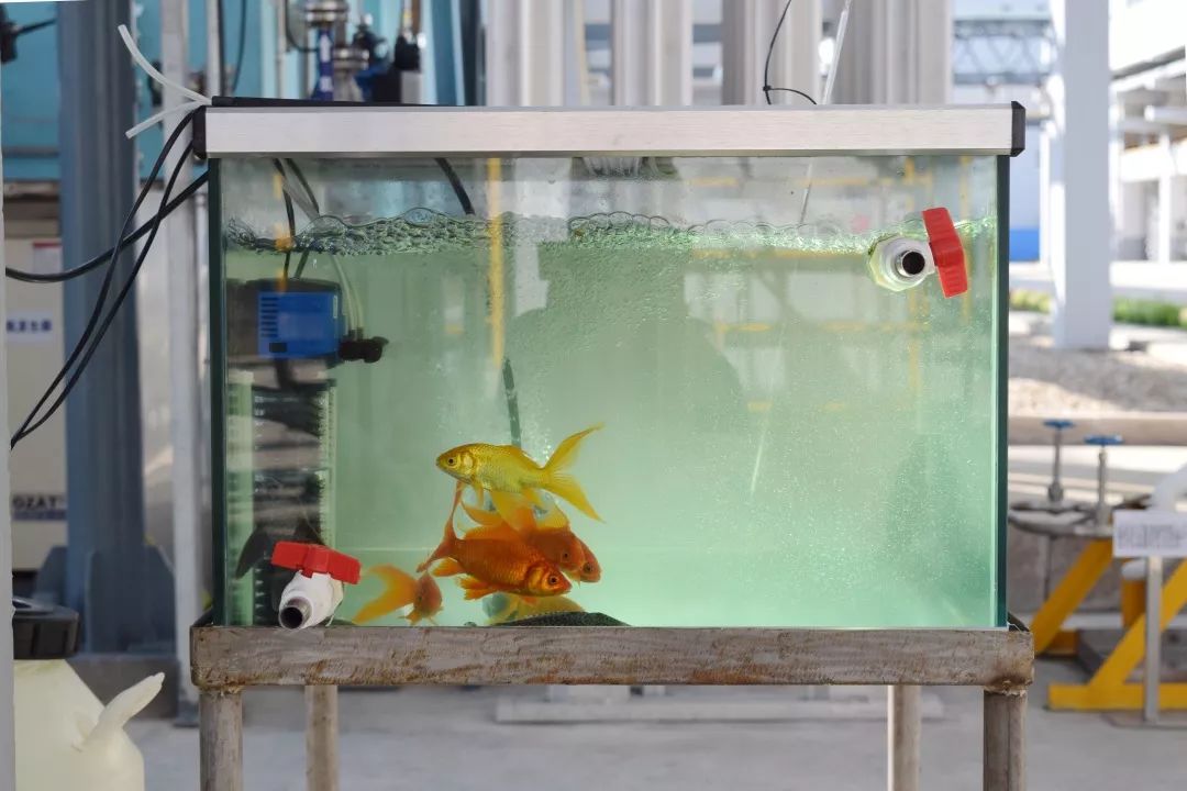 老马的一天600字记叙文骆驼祥子 (老马开心的一天)