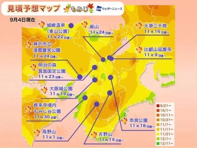 日本银杏叶保存,2019日本赏银杏