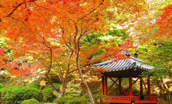 日本银杏叶保存,2019日本赏银杏