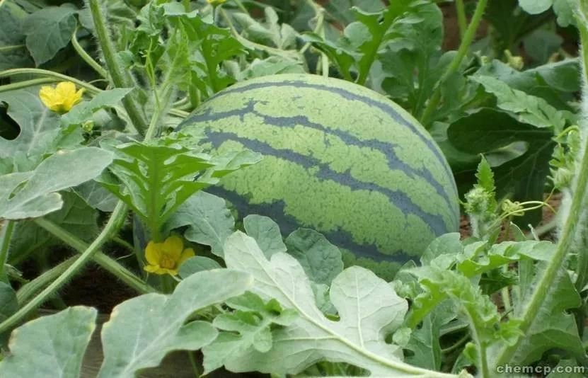 指天椒生长所需氮磷钾比例,八棱瓜所需的氮磷钾比例