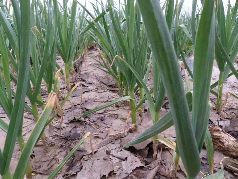 指天椒生长所需氮磷钾比例,八棱瓜所需的氮磷钾比例