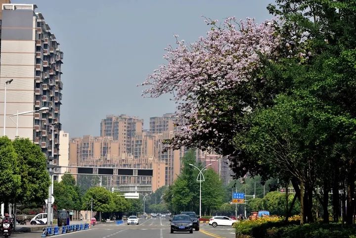 越青是什么星座,白桥是什么星座