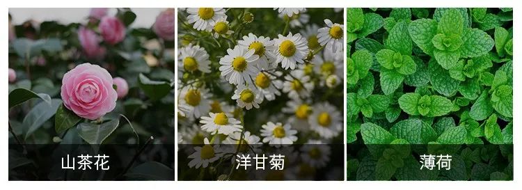 俄罗斯牙膏美白去口臭牙黄,去牙垢黄牙的牙膏测评