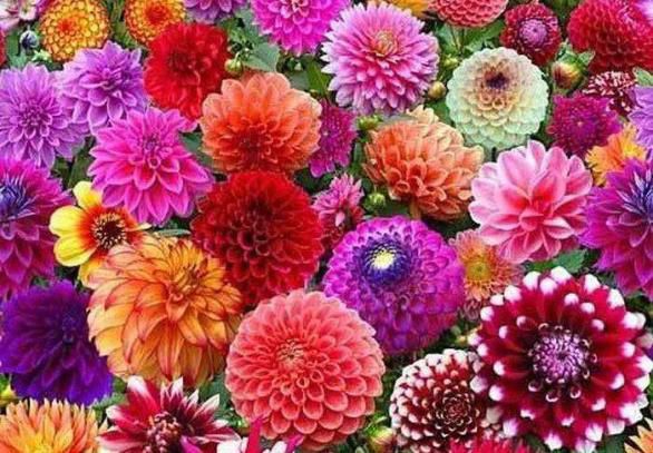 上海浦江郊野奇迹花园春季,上海浦江郊野公园奇迹花园10月