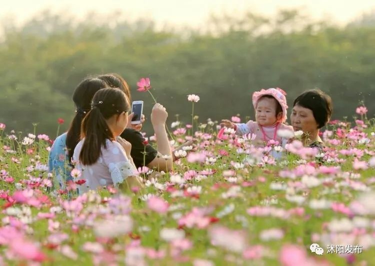 娌槼鏃呮父璺嚎鎺ㄨ崘,姹熻嫃娌槼鏃呮父鏀荤暐璺嚎