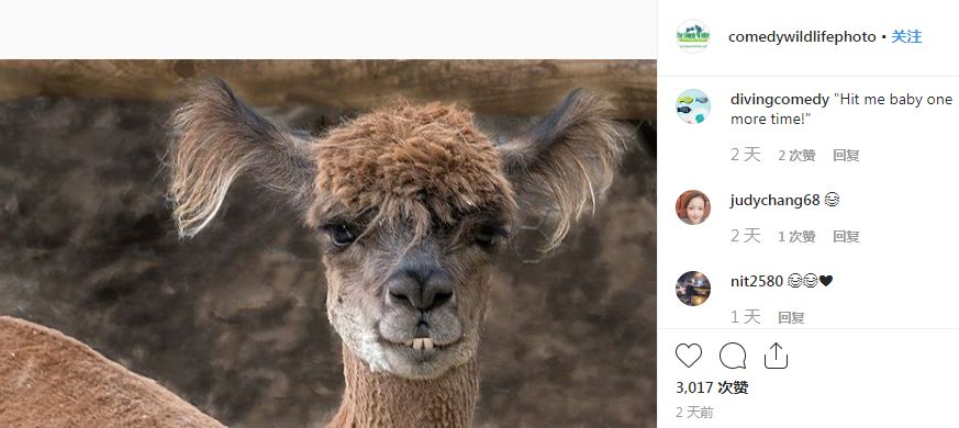 2019不正经摄影大赛引全网爆笑！40张动物黑历史被6万网友制成表情包....