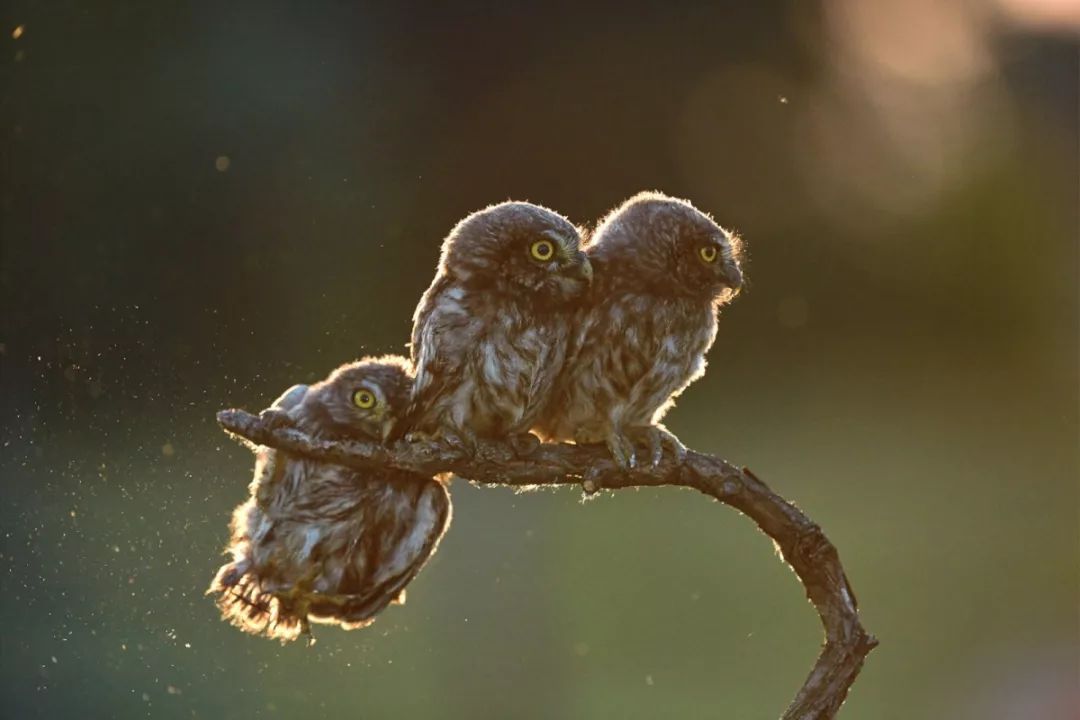 2019不正经摄影大赛引全网爆笑！40张动物黑历史被6万网友制成表情包....