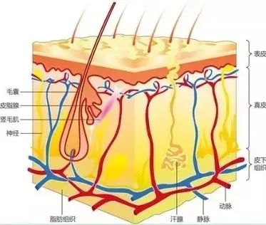 为什么有人吃辣椒不会长痘,脸上长痘跟吃辣椒有关系吗