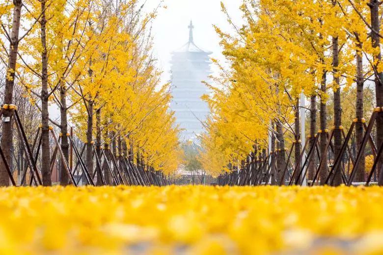 涓板彴閲戠鏂囧寲鏃呮父鏀荤暐,閲戠涓板彴璧忕帺鏀荤暐鍑虹倝