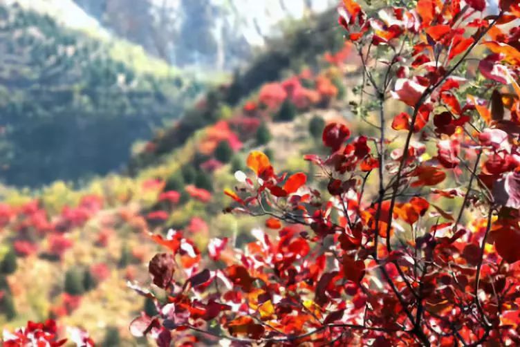 涓板彴閲戠鏂囧寲鏃呮父鏀荤暐,閲戠涓板彴璧忕帺鏀荤暐鍑虹倝