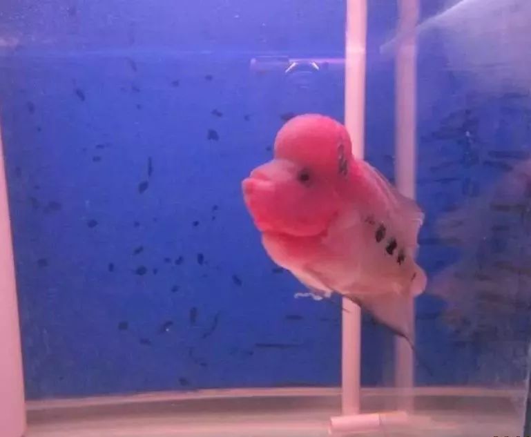 梭菌性肠炎的症状用什么药治疗,慢性肠炎怎么治疗好能彻底去根