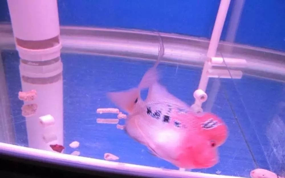 梭菌性肠炎的症状用什么药治疗,慢性肠炎怎么治疗好能彻底去根