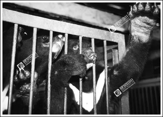 四川70年代老照片图库,四川老照片100张图片