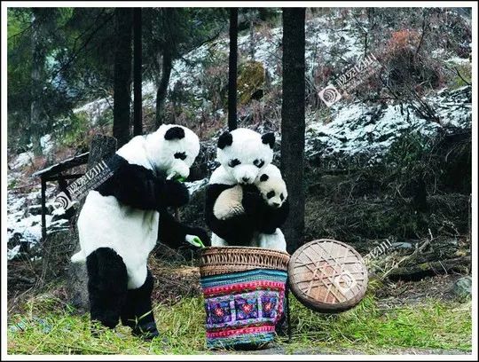 四川70年代老照片图库,四川老照片100张图片