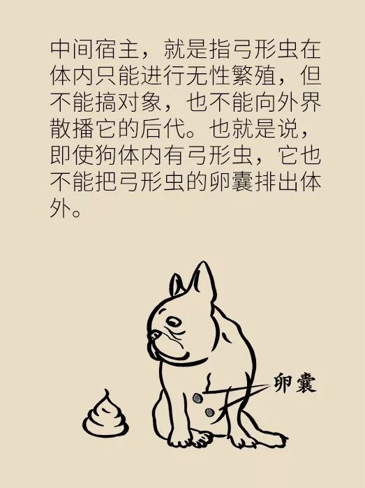 怀孕了家里有猫狗还可以继续养吗,家里一直有猫狗怀孕了怎么办