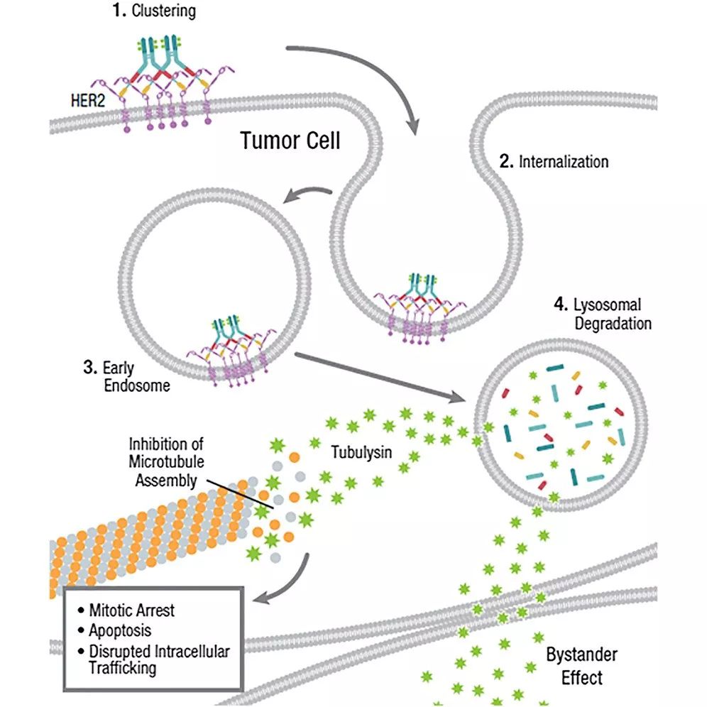 「魔法*弹子**」如何诞生？深度揭秘高精尖的抗体偶联药物，缘何成为抗癌抗体研发领域的明珠丨奇点深度