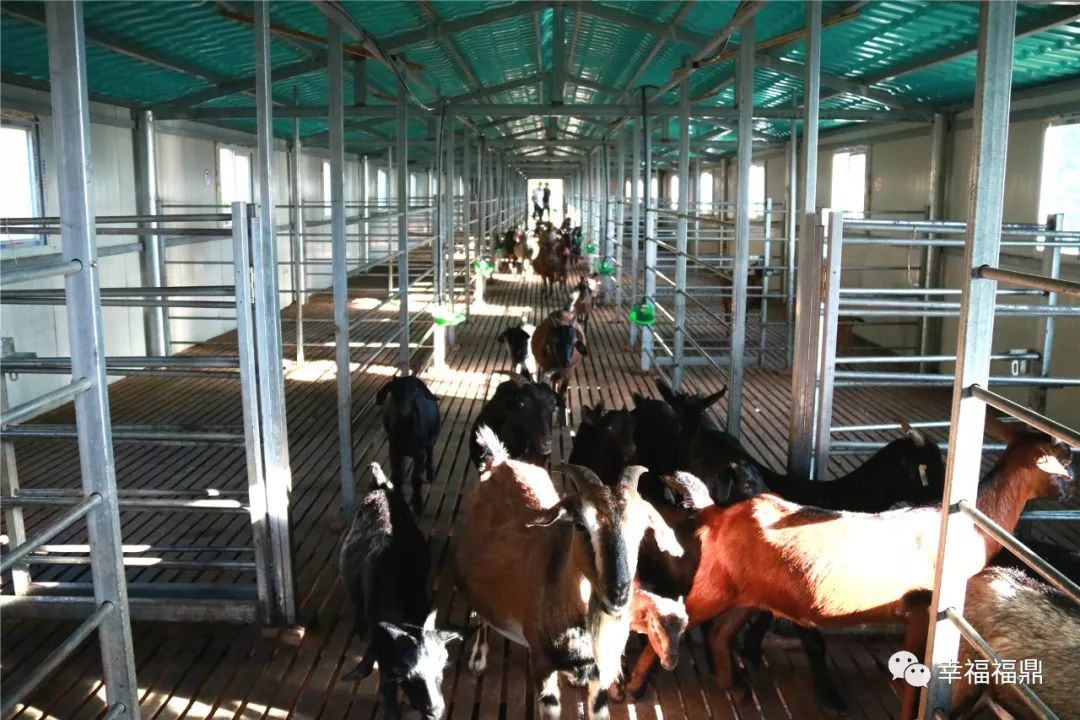 巧念“羊经”发“羊财”，嵛山镇的这本“脱贫致富经”一定要看