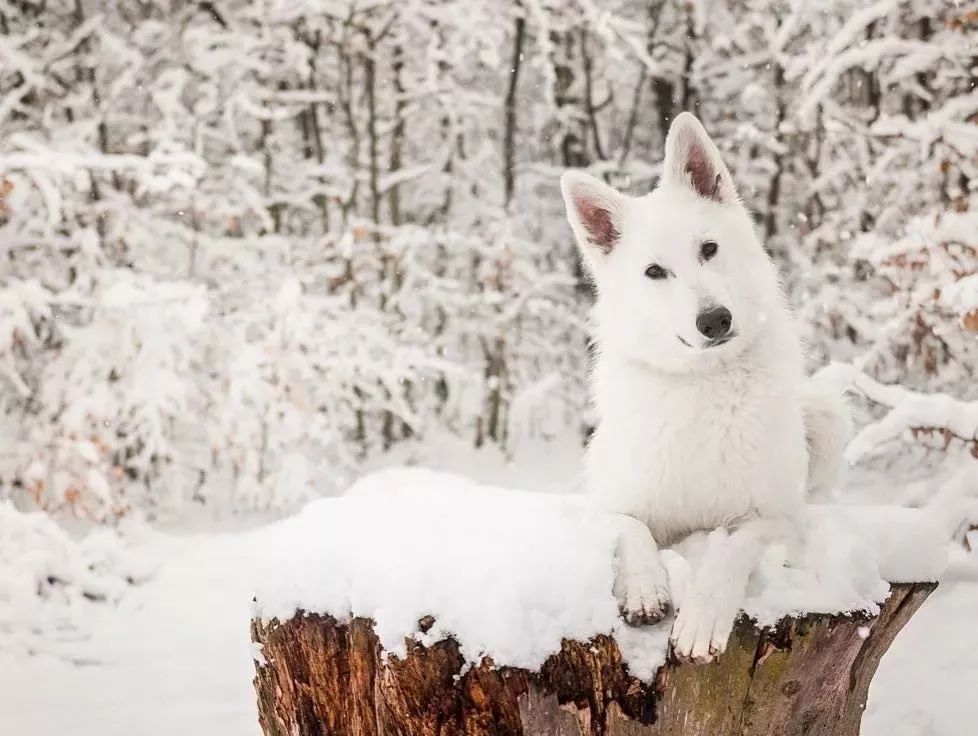纯白色德牧是咋回事,黑白杂色德牧