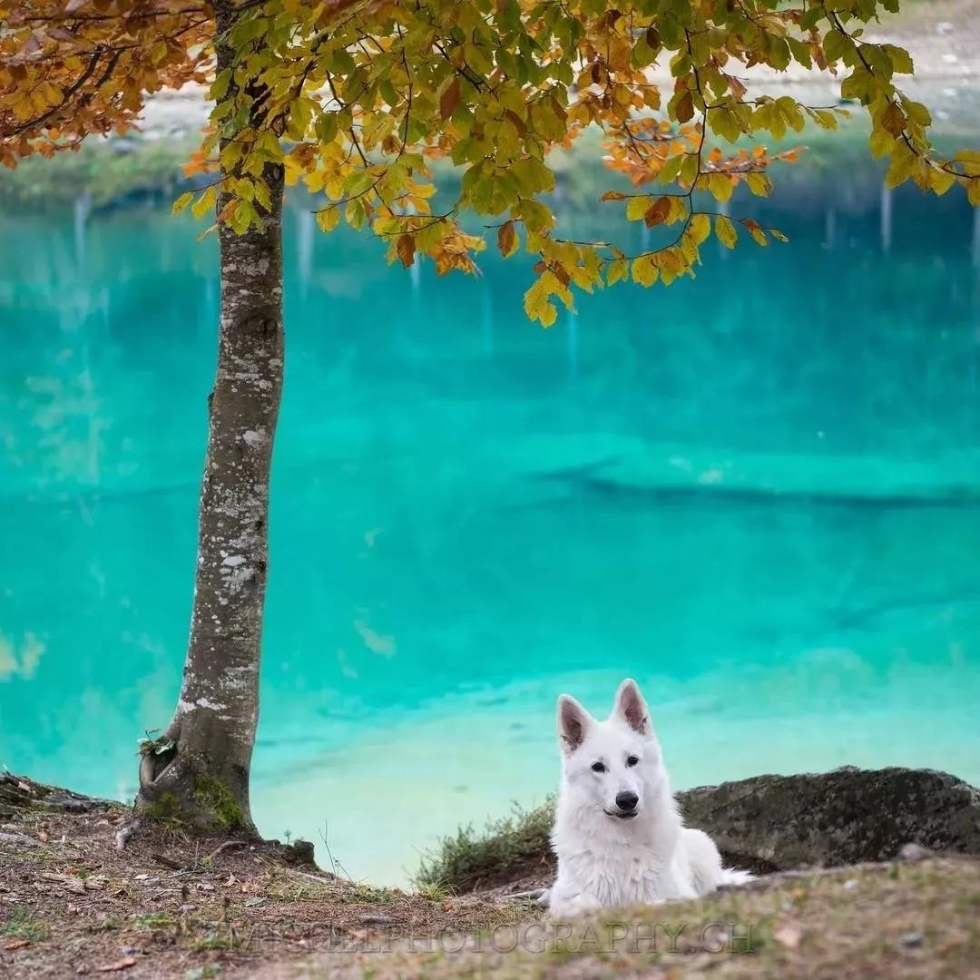 纯白色德牧是咋回事,黑白杂色德牧