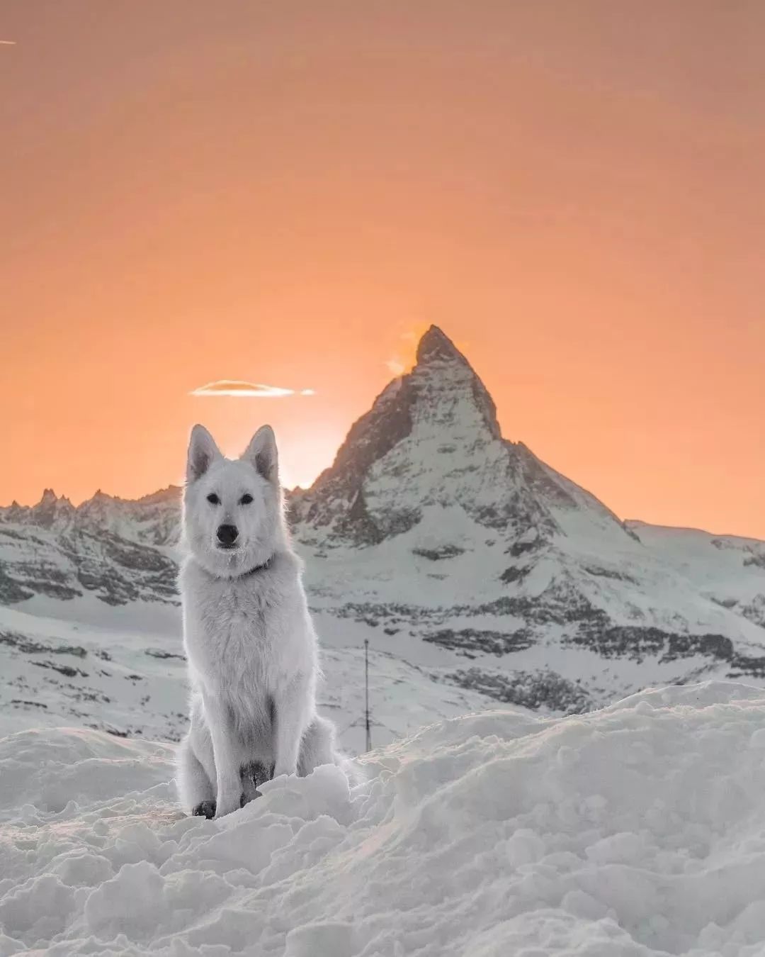 纯白色德牧是咋回事,黑白杂色德牧