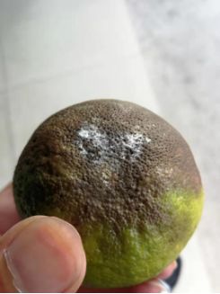 柑橘褐腐疫霉病怎么治,柑橘疫腐病农药