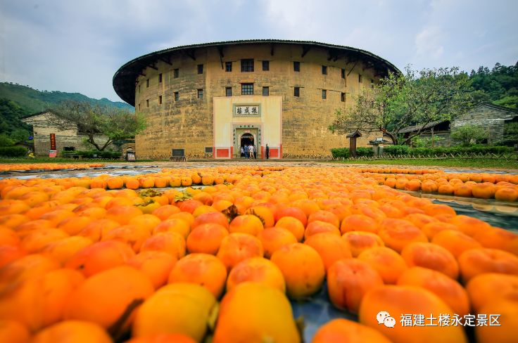 永定土楼柿子攻略,福建永定柿子节云端庆丰收