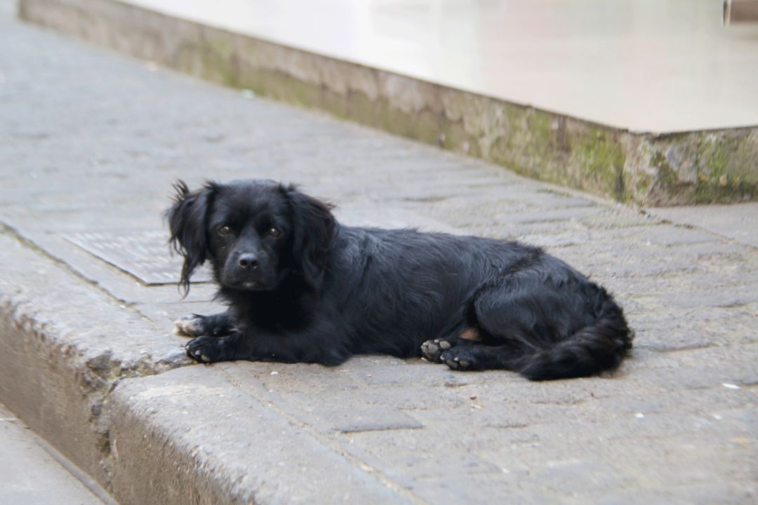 上海松江百年老街,松江150米老街