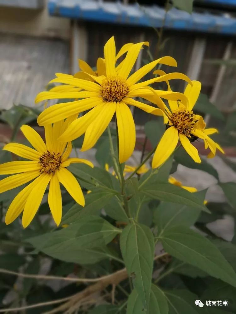 洋姜丨留住童年的味道