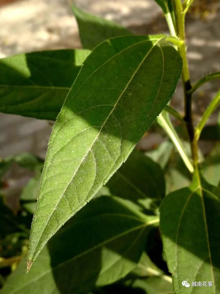 洋姜丨留住童年的味道