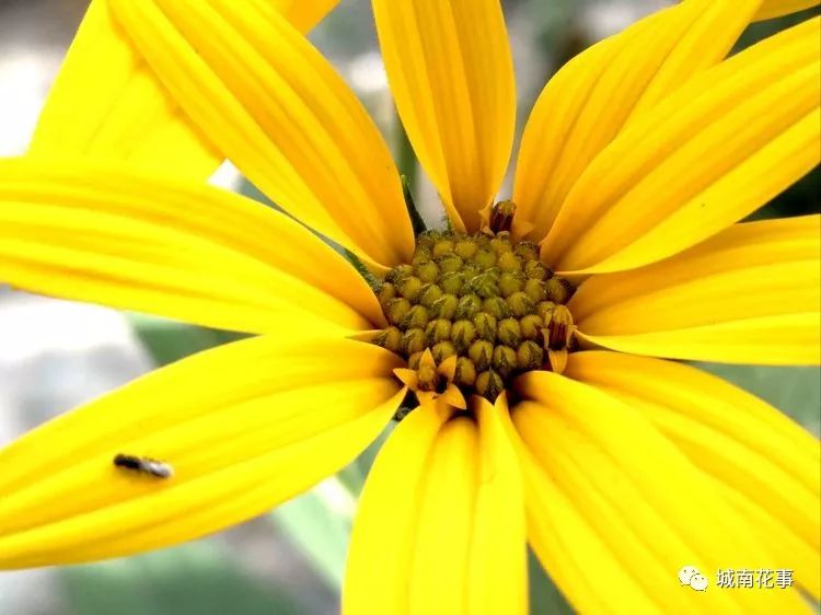 洋姜丨留住童年的味道