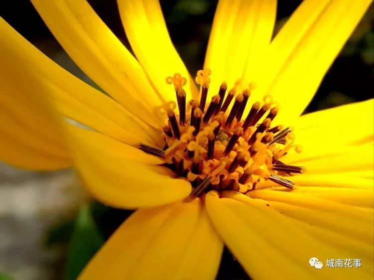 洋姜丨留住童年的味道