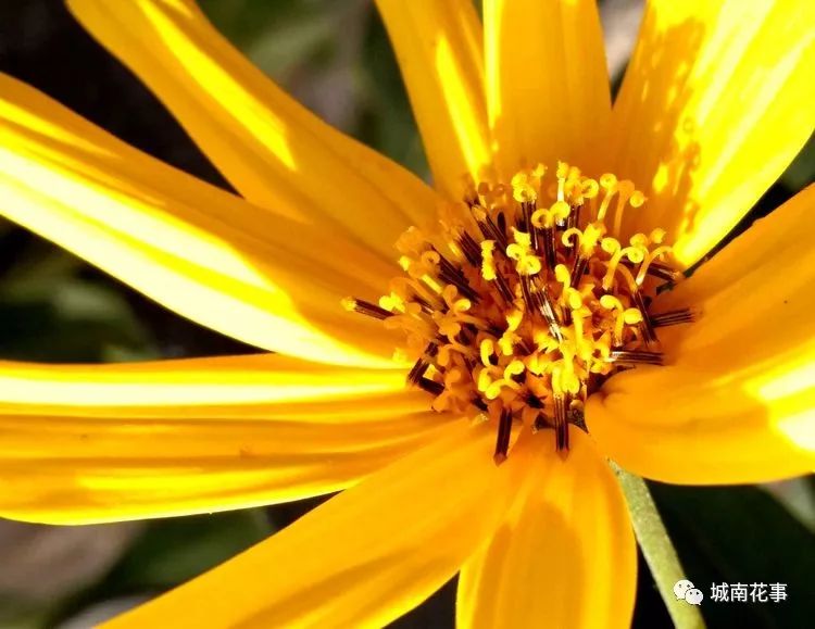 洋姜丨留住童年的味道