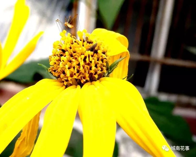 洋姜丨留住童年的味道