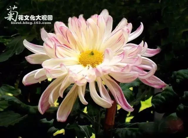 世界最美菊花图整整80种太珍贵了,世界上最美的菊花叫什么名字