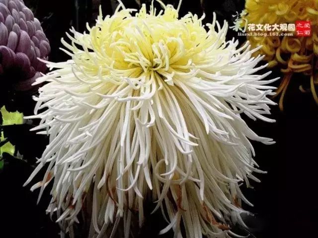 世界最美菊花图整整80种太珍贵了,世界上最美的菊花叫什么名字