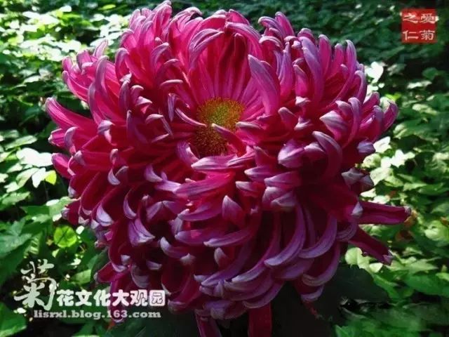 世界最美菊花图整整80种太珍贵了,世界上最美的菊花叫什么名字