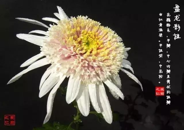 世界最美菊花图整整80种太珍贵了,世界上最美的菊花叫什么名字