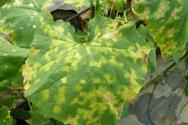 真菌防治原则,真菌治不好怎么办