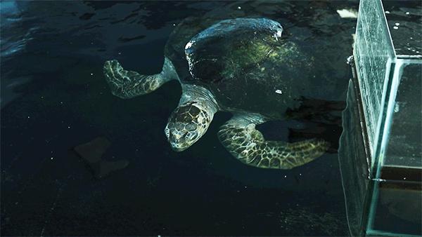 柏乐园附近美食,柏乐园有没有美食