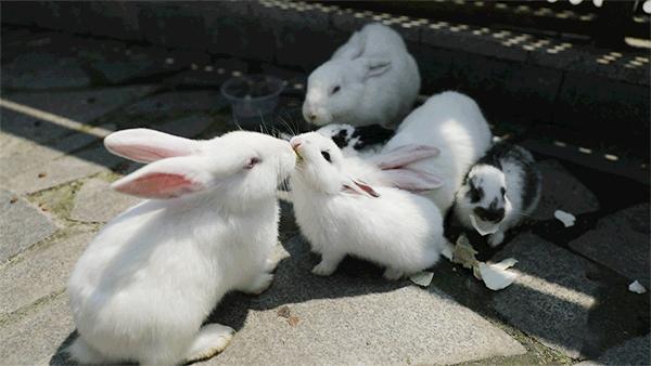 柏乐园附近美食,柏乐园有没有美食