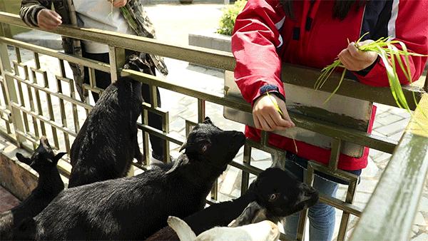 柏乐园附近美食,柏乐园有没有美食