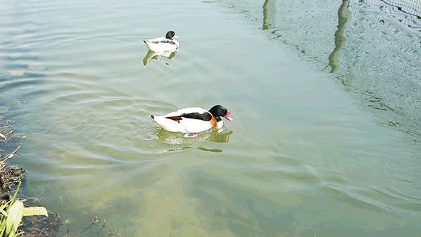 柏乐园附近美食,柏乐园有没有美食