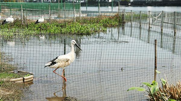 柏乐园附近美食,柏乐园有没有美食