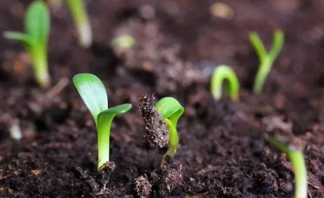 作物补充钙肥的最佳时期,钙在作物中吸收