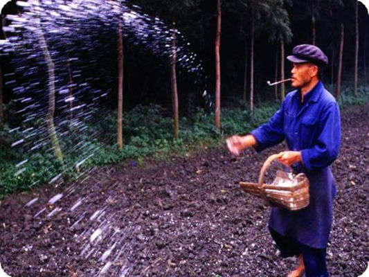 氯基和硫基复合肥适合用什么,氯基和硫基的肥效区别