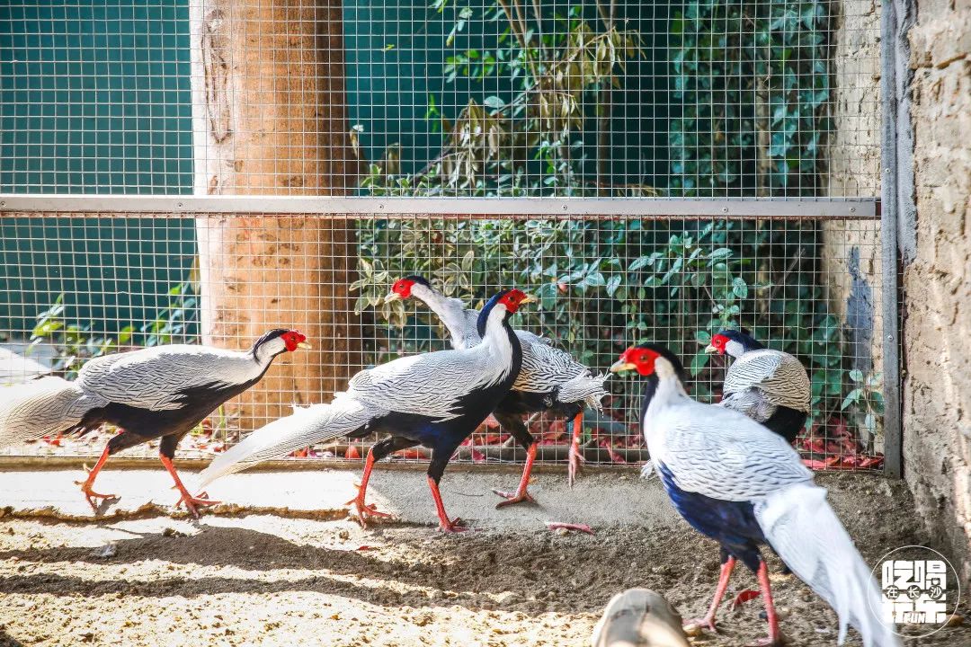 柏乐园附近美食,柏乐园有没有美食