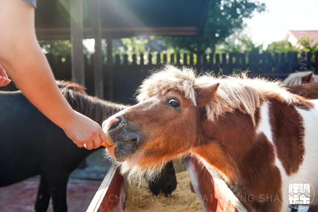 柏乐园附近美食,柏乐园有没有美食